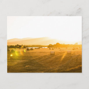 Carte Postale Champ de blé   Dornoch, Ecosse du Nord, UK