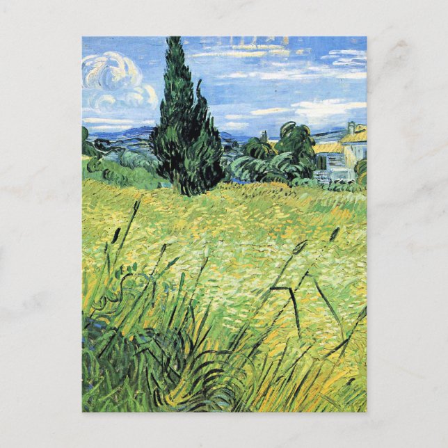 Carte Postale Champ de blé vert avec cyprès, (Devant)