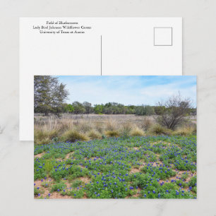 Carte Postale "Champ de Bluebonnet, Austin, Texas
