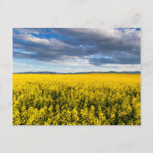 Carte Postale Champ de canola dans la lumière du soir tardif