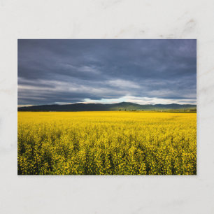 Carte Postale Champ de canola le matin lumière dans la Flathead