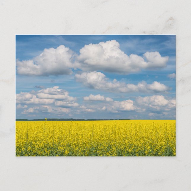 Carte Postale Champ de Canola & Nuages (Devant)