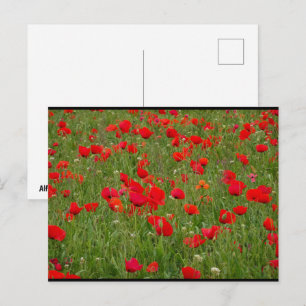 Carte Postale Champ de Coquelicots