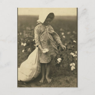 Carte Postale Champ de coton