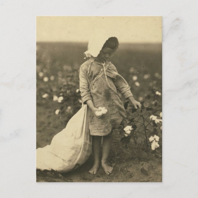 Carte Postale Champ de coton (Devant)