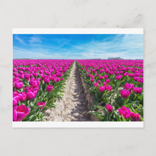 Carte Postale Champ de fleurs avec tulipes violettes et chemin