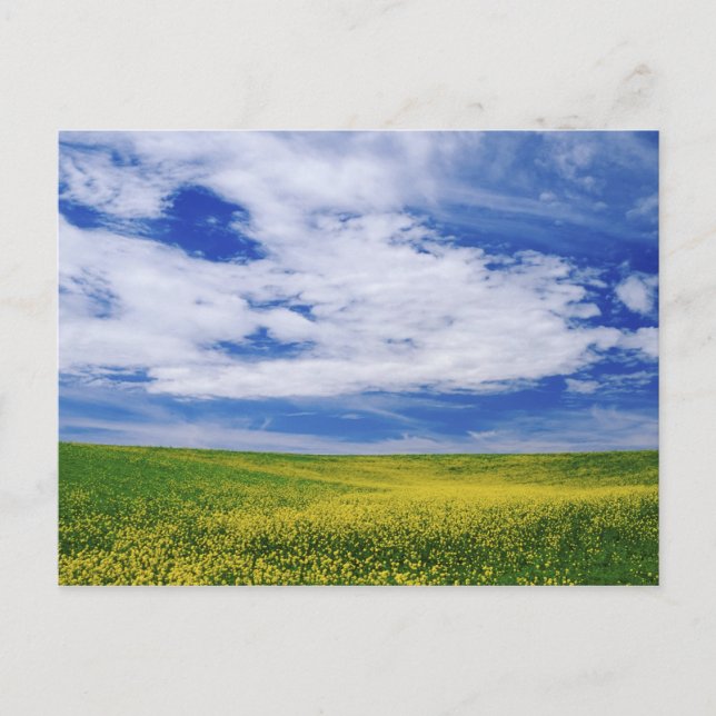 Carte Postale Champ de fleurs de Canola ou de moutarde, Palouse (Devant)