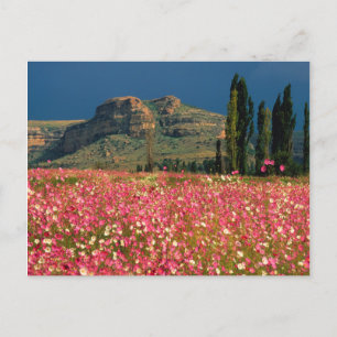 Carte Postale Champ de fleurs de Cosmos, district de Fouriesburg