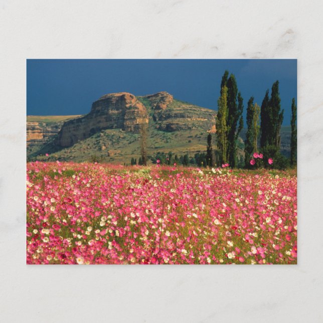 Carte Postale Champ de fleurs de Cosmos, district de Fouriesburg (Devant)