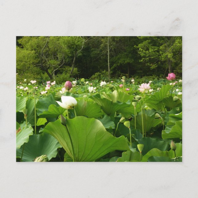 Carte Postale Champ de fleurs de Lotus Jardin d'été (Devant)
