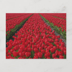 Carte Postale Champ de fleurs de tulipes, Pays-Bas, Hollande