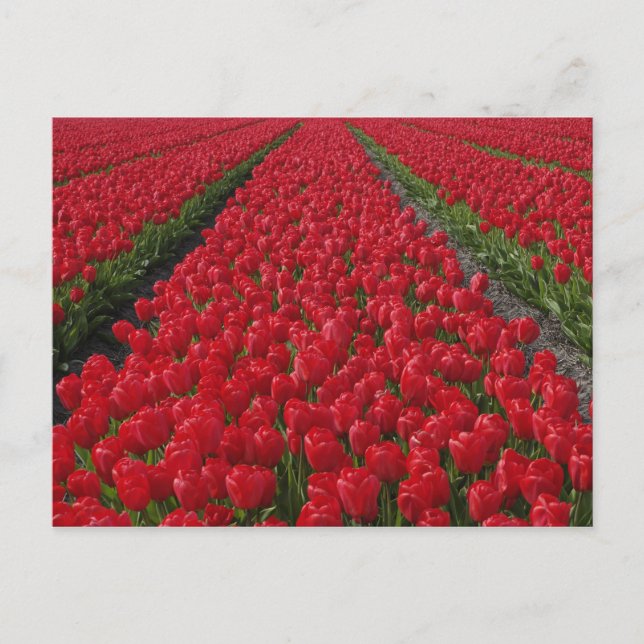 Carte Postale Champ de fleurs de tulipes, Pays-Bas, Hollande (Devant)