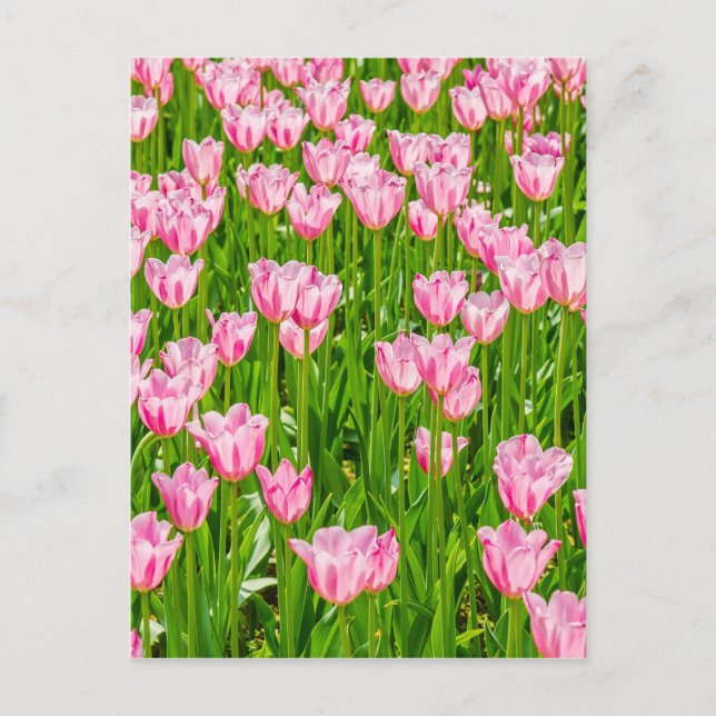 Carte Postale Champ de fleurs de tulipes roses (Devant)