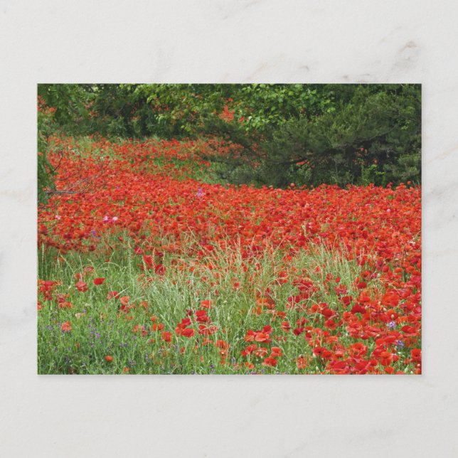 Carte Postale Champ de fleurs hybrides de pavot plantées le long (Devant)
