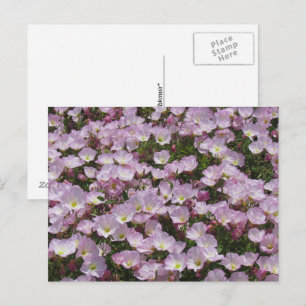 Carte postale - Champ de fleurs roses