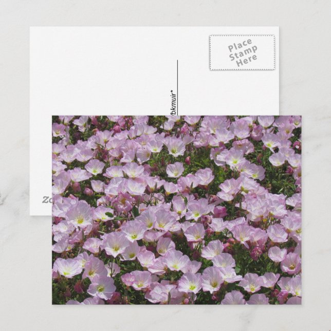 Carte postale - Champ de fleurs roses (Devant / Derrière)