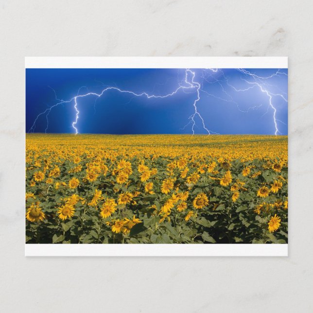 Carte Postale Champ de foudre du tournesol (Devant)