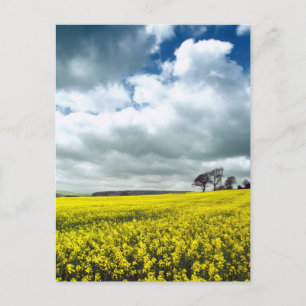 Carte Postale Champ de jaune