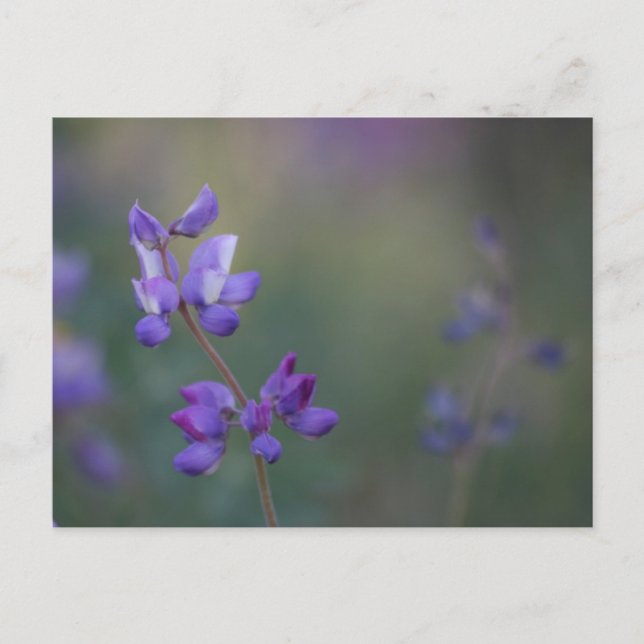 Carte Postale champ de Lupine (Devant)