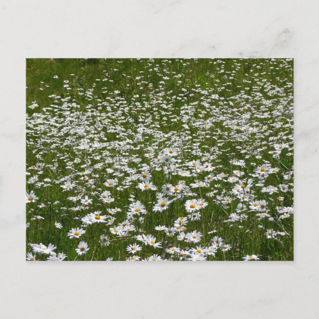 Carte Postale Champ de marguerites Fleurs sauvages de l'Alaska (Devant)