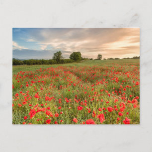 Carte Postale Champ de pavots