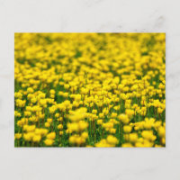 Champ de petites fleurs jaunes sauvages bouton d'o