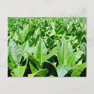 Carte Postale Champ de tabac