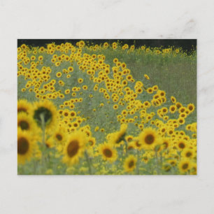 Carte Postale Champ de tournesol dans les lignes do-it-yourself