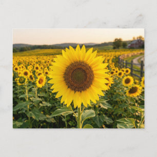 Carte Postale Champ de tournesols