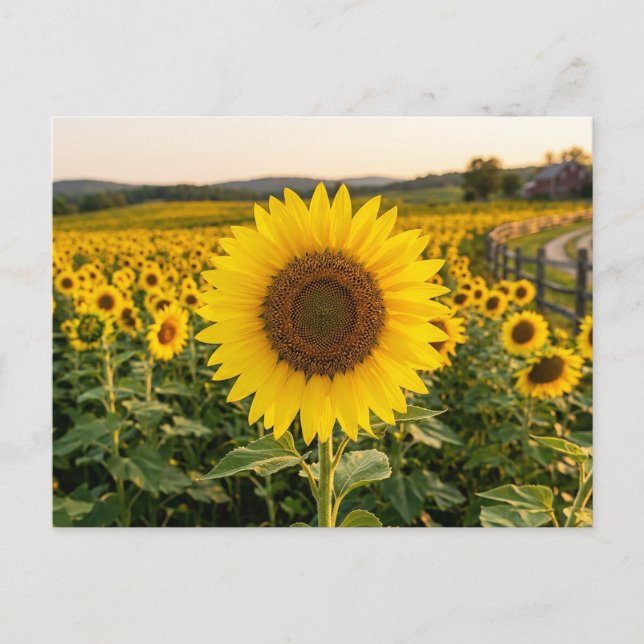 Carte Postale Champ de tournesols (Devant)