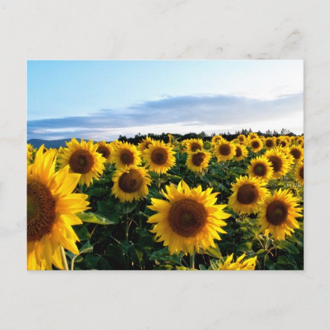 Carte Postale Champ de tournesols (Devant)