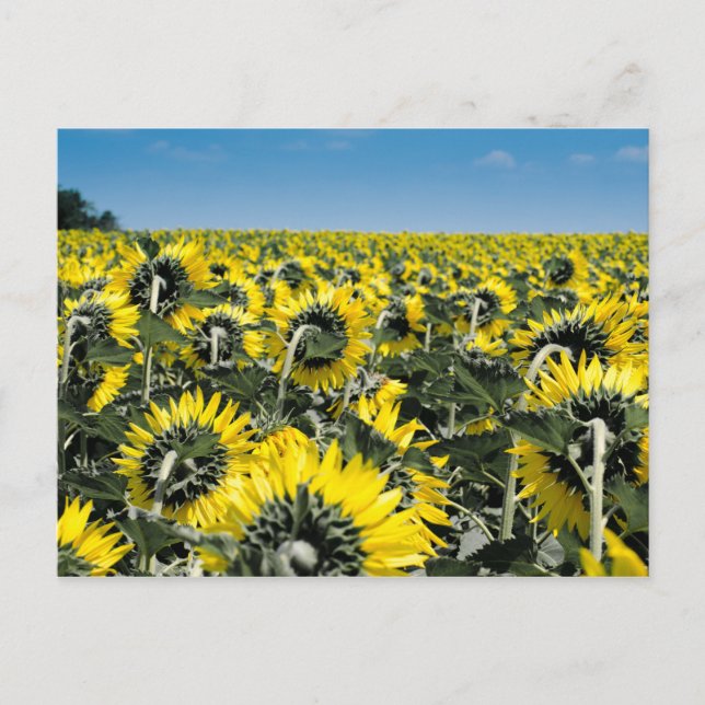 Carte Postale Champ de tournesols (Devant)