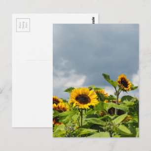 Carte Postale Champ de Tournesols