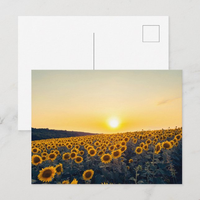 Carte Postale Champ de tournesols dorés au coucher du soleil (Devant / Derrière)