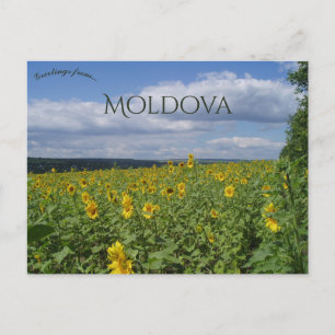 Carte Postale Champ de tournesols en Moldavie