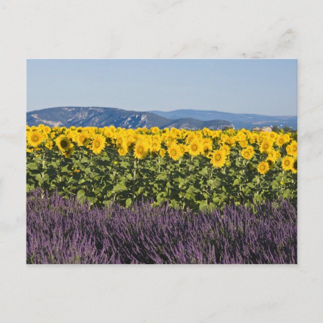 Carte Postale Champ de tournesols et de fleurs de lavande, (Devant)