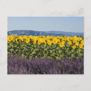 Carte Postale Champ de tournesols et fleurs de lavande,