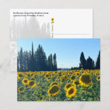 Champ de Tournesols, Provence, France -