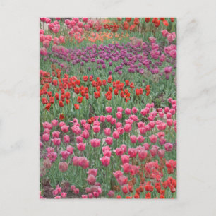 Carte Postale Champ De Tulipes