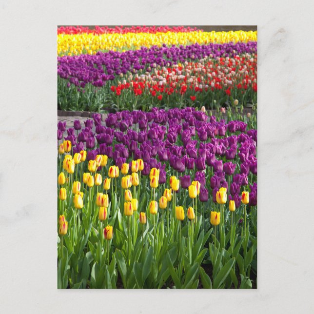 Carte Postale Champ de Tulipes (Devant)