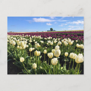 Carte Postale Champ de tulipes blanches et violettes avec montgo