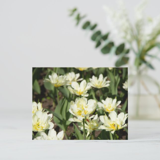 Carte Postale Champ de tulipes blanches Photo (Debout devant)