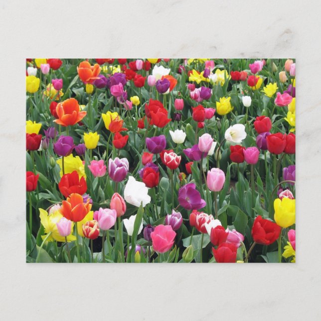 Carte Postale Champ de tulipes colorées (Devant)