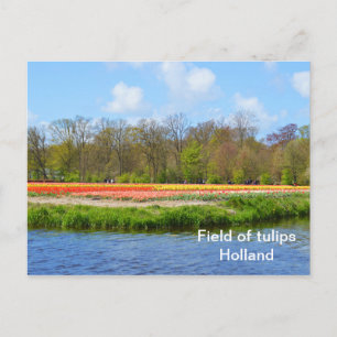 Carte Postale Champ de tulipes en Hollande