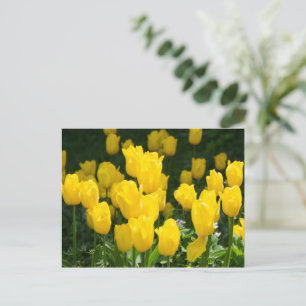 Carte Postale Champ de tulipes jaune vif