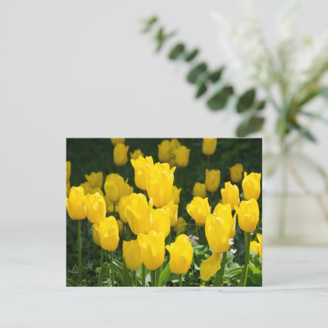 Carte Postale Champ de tulipes jaune vif  (Debout devant)