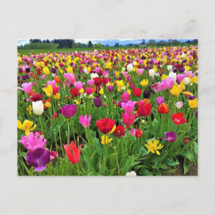 Carte Postale Champ de tulipes, Oregon