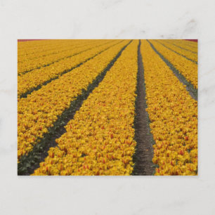 Carte Postale Champ de tulipes, Pays-Bas