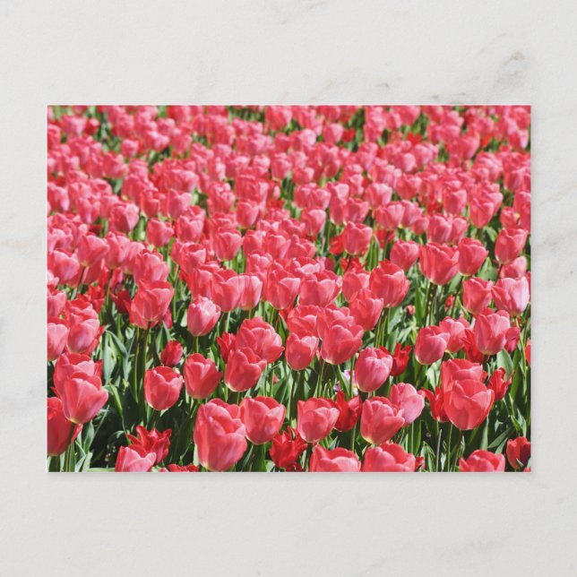 Carte Postale Champ de tulipes roses (Devant)