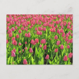Carte Postale Champ de tulipes roses